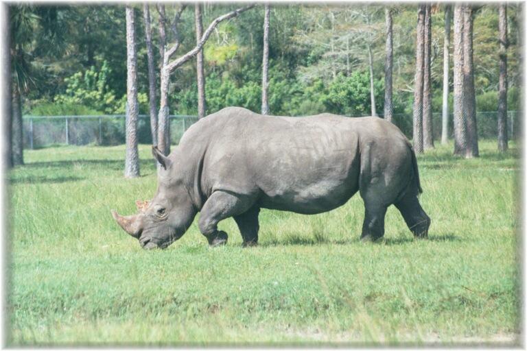 WHITE RHINOCEROS 0100